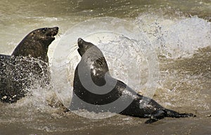 Cape Fur Seal