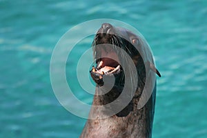 Cape fur seal