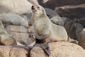 Cape Fur Seal