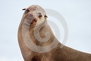 Cape Fur Seal