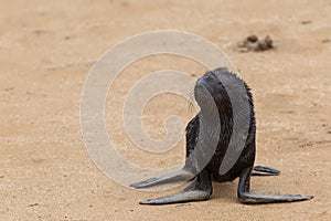 Cape fur seal (Arctocephalus pusillus)