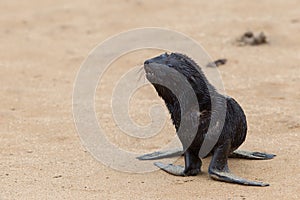 Cape fur seal (Arctocephalus pusillus)