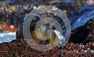 Cape fur seal (Arctocephalus pusillus pusillus)