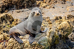 Cape fur seal (Arctocephalus pusillus) sitting on a rock