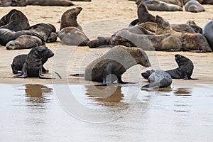 Cape fur seal on a beach in Namibia