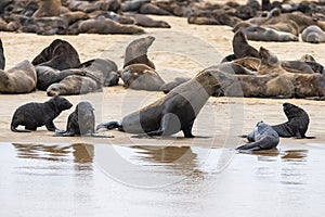 Cape fur seal on a beach in Namibia