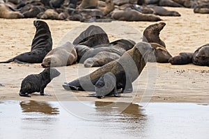 Cape fur seal on a beach in Namibia