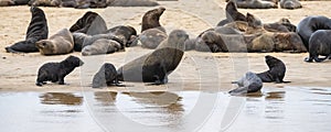 Cape fur seal on a beach in Namibia