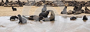 Cape fur seal on a beach in Namibia