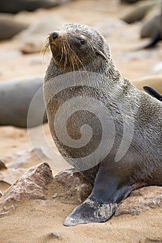 Cape fur seal at Cape Cross, Namibia