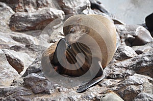 Cape fur seal at Cape Cross, Namibia