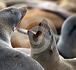 Cape Fur Seal - Cape Cross - Namibia