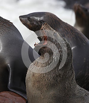 Cape Fur Seal - Cape Cross - Namibia