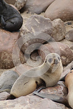 Cape Fur Seal at Cape Cross in Namibia