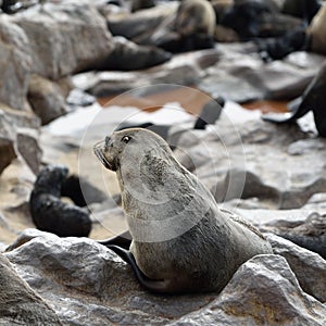 Cape fur seal on the Cape Cross, Namibia