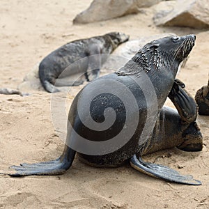 Cape fur seal on the Cape Cross, Namibia