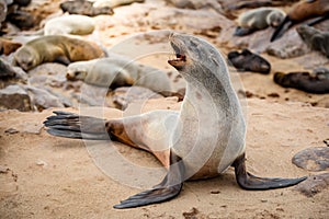Cape fur seal at Cape Cross seal reserve, Namibia