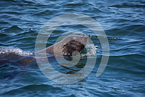 Cape Fur Seal