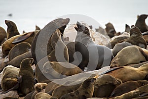 Cape fur seal colony