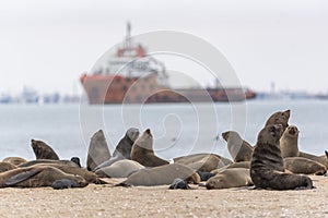 Cape fur seal colony and boat at Walvis Bay, Namibia