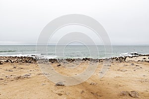 Cape fur seal colony at Cape Cross, Skeleton Coast, Namibia