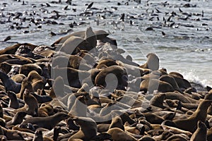 Cape Fur Seal Colony in Namibia