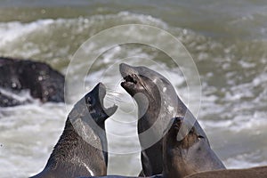 Cape Fur Seal Colony in Namibia