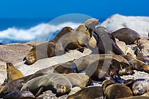 Cape fur seal colony, South Africa