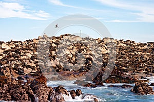 Cape fur seal colony in the Western Cape, South Africa.