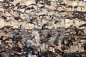 Cape fur seal colony in the Western Cape, South Africa.