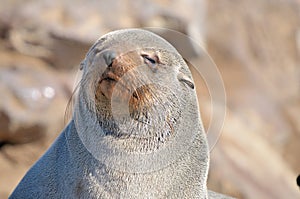 Cape Fur Seal