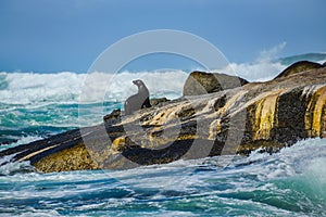 Cape Fur Seal at Duiker Island, South Africa