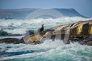 Cape Fur Seal at Duiker Island, South Africa photo