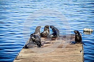 Cape fur seal family in V&A waterfront