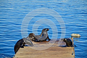 Cape fur seal family in V&A waterfront