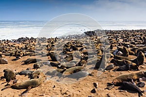 Cape fur seal gathering beach Cape Cross