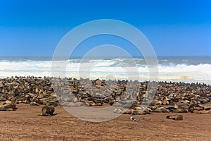 Cape fur seal group at the beach Cape Cross