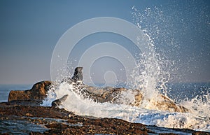 Cape fur seal lay on rock at Seal Island. Sunrise.