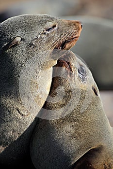 Cape fur seal mother and young, Skeleton Coast