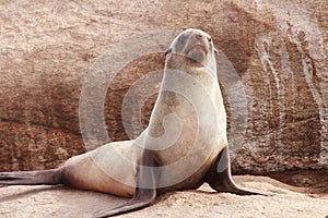 Cape Fur Seal