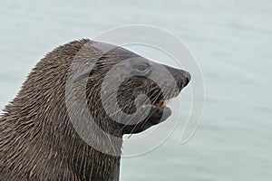 Cape fur seal in Namibia