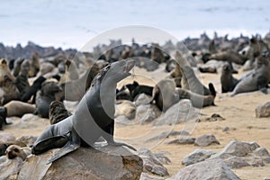 Cape fur seal, Namibia