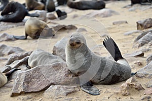 Cape fur seal, Namibia