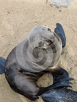 Cape fur seal, Namibia