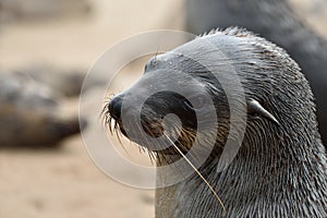 Cape fur seal, Namibia