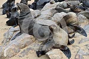 Cape fur seal, Namibia