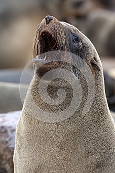 Cape Fur Seal - Namibia - Africa