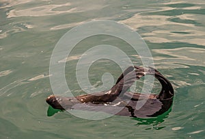 Cape fur seal in the ocean