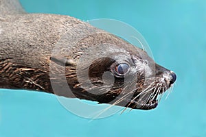 Cape Fur Seal Portrait