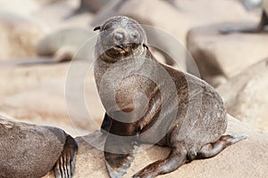 Cape Fur Seal Pup